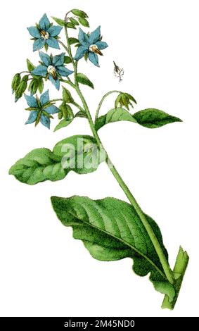 Borago officinalis, (livre botanique, 1900), Borretsch Banque D'Images