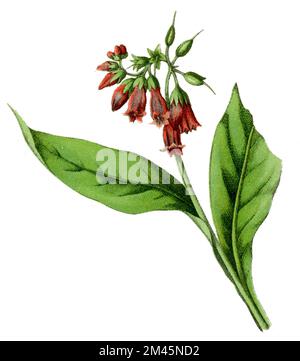 Comfrey Symphytum officinale, (livre botanique, 1900), Echter Beinwell Banque D'Images