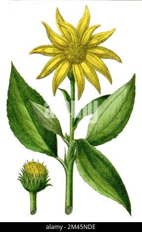 Jerusalem artichaut Helianthus tuberosus, (livre botanique, 1900), Topinambur Banque D'Images
