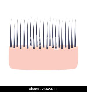 Structure fine des cheveux dans la peau de cuir chevelu icône de section transversale Illustration de Vecteur