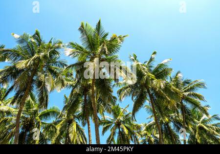 Bosquet de palmiers, cocotiers et ciel bleu pendant la chaude journée ensoleillée Banque D'Images