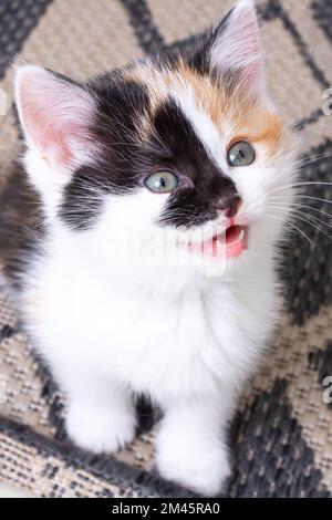 Un petit chaton tricolore se trouve au sol d'une chambre, vue sur le dessus Banque D'Images