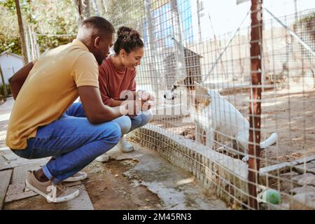 Chien, adoption et abri animal avec des volontaires de couple noir dans un centre de secours pour les soins d'accueil. Aide, chiens et confiance avec un homme et une femme qui font Banque D'Images