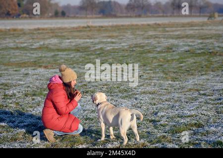 Jeune Labrador jaune retriever debout en dehors de sa maîtresse portant un manteau rouge en hiver dehors Banque D'Images