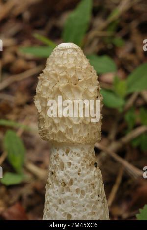 Un cliché vertical d'un champignon Phallus impudicus Banque D'Images