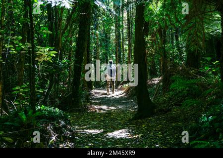 Marlborough Sounds Nouvelle-Zélande - 21 février 2010 ; Homme marchant le long de la piste Queen Charlotte bordée de brousse. Banque D'Images