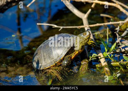 Une tortue d'étang européenne dans les marécages du delta du danube Banque D'Images