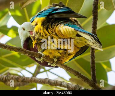 La colombe aux fruits (Ptilinopus magnifilus), également connue sous le nom de womeon pioing, l'une des plus grandes colombes aux fruits indigènes de la Nouvelle-Guinée et de l'Australie orientale. Banque D'Images