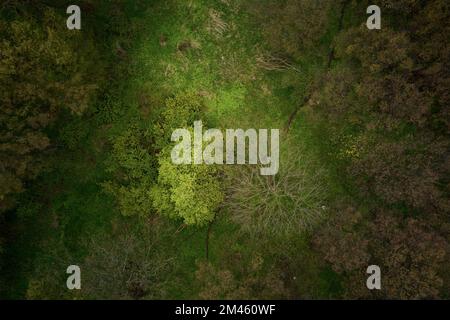 Survol de drone au-dessus des arbres de forêt verts de printemps, magnifique arrière-plan de la nature Banque D'Images