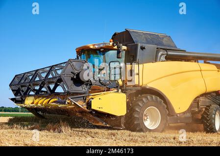 Moissonneuse-batteuse récolte de blé doré, moissonneuse travaillant dans un champ agricole, saison de récolte Banque D'Images