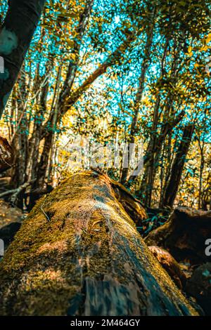 Une mousse qui pousse sur un tronc d'arbre tombé dans les bois du parc national aquatique de Brisbane, en Nouvelle-Galles du Sud, en Australie Banque D'Images