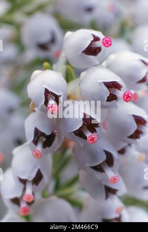 Santé des arbres (Erica arborea). Ericaceae. Arbuste Evergreen de la lande de l'Atlantique. fleur blanche. Banque D'Images