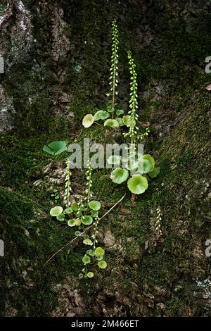 Navelwort (ombilicus rupestris). Crassulaceae. Plante herbacée succulente. Spontané sur les parois rocheuses et les vieux murs. fleurs vertes insignifiantes. Banque D'Images