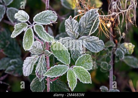 De belles feuilles de Rubus fruticosus ou de mûre givrée, en gros plan Banque D'Images