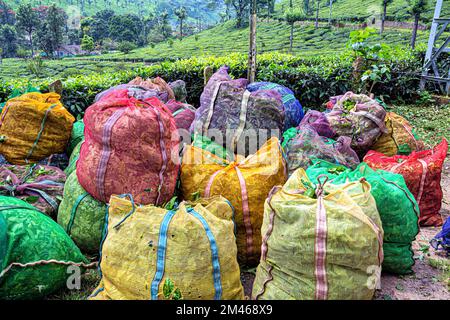 Sacs de feuilles de thé emballés, Munnar, district d'Idukki, Kerala, Inde Banque D'Images