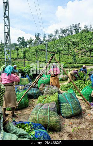 Pesée des sachets de feuilles de thé emballées, Munnar, district d'Idukki, Kerala, Inde Banque D'Images