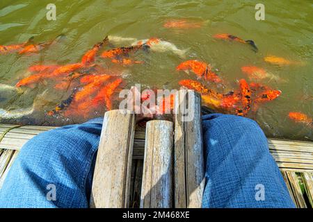 Ferme de Pottas, massage des pieds de poissons, Adimali, Munnar, Kerala, Inde Banque D'Images