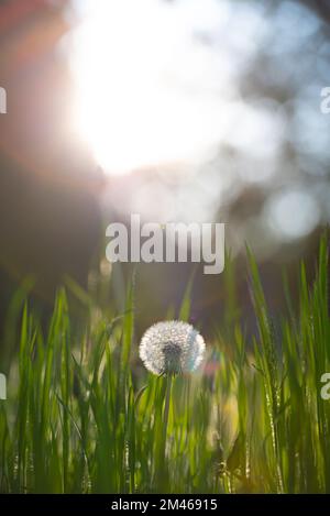 Gros plan d'un pissenlit unique dans l'herbe contre le fond de la lumière du soleil Banque D'Images