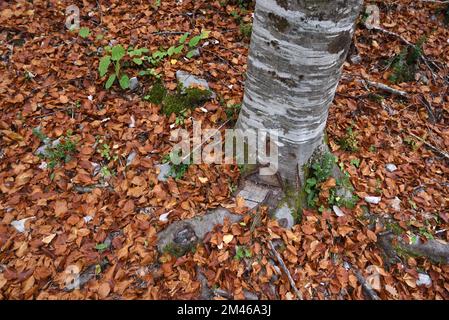 Base du tronc d'arbre de hêtre européen et de l'écorce argentée, Fagus sylvatica et feuilles d'automne Banque D'Images