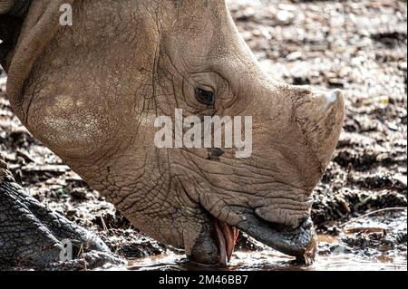 Gros plan d'un rhinocéros blanc (Ceratotherium simum) tout en buvant de l'eau d'un étang Banque D'Images
