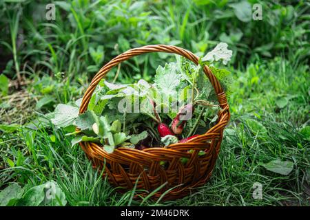 La culture de radis biologiques dans le jardin. Lits écologiques sans engrais chimiques. Fruits organiques laides de radis fraîchement récoltés avec du vert Banque D'Images