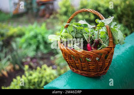 Fruits organiques laides de radis fraîchement récoltés avec feuillage vert dans le panier de l'agriculteur en été. Agriculture biologique. Banque D'Images