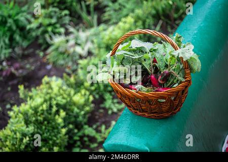 Fruits organiques laides de radis fraîchement récoltés avec feuillage vert dans le panier de l'agriculteur en été. Agriculture biologique. Banque D'Images