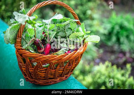 La culture de radis biologiques dans le jardin. Lits écologiques sans engrais chimiques. Fruits organiques laides de radis fraîchement récoltés avec du vert Banque D'Images