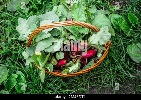 Fruits organiques laides de radis fraîchement récoltés avec feuillage vert dans le panier de l'agriculteur en été. Agriculture biologique. Banque D'Images