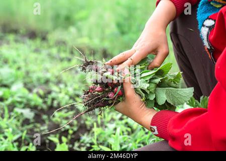 bande de radis à la main contre fond de lits. Récoltez le radis boueux rouge en morceaux de terre. Préparation de légumes Banque D'Images