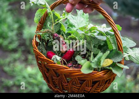 Fruits organiques laides de radis fraîchement récoltés avec feuillage vert dans le panier de l'agriculteur en été. Agriculture biologique. Banque D'Images