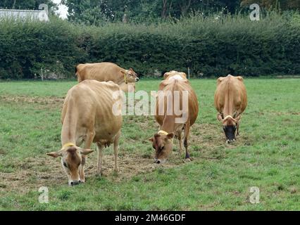 Jersey. 10th septembre 2022. Jersey race des bovins dans un pâturage sur l'île du même nom. Le bétail de Jersey est une race de bétail domestique. Il est originaire de l'île de la Manche de Jersey et y a été élevé pendant des siècles sans influence d'autres races. Il est considéré comme l'une des races de bétail les plus anciennes au monde. La race de bétail est appréciée dans le monde entier pour son rendement élevé, sa robustesse et son tempérament doux. Crédit : Alexandra Schuler/dpa/Alay Live News Banque D'Images