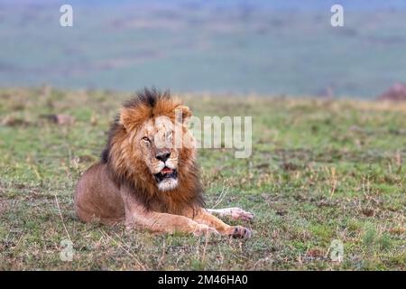 Le lion mâle adulte, panthera leo, regarde vers l'appareil photo. Grand chat de repos dans le Masai Mara, Kenya. Banque D'Images