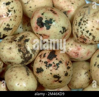 Scurf noir (Rhizoctonia solani) maladie fongique chancre noir lésions à la surface des tubercules de pomme de terre Banque D'Images