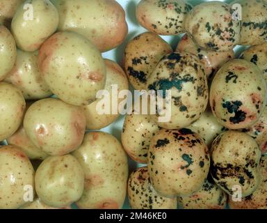 Scurf noir (Rhizoctonia solani) maladie fongique chancre noir lésions à la surface des tubercules de pomme de terre cv tubercules sains Banque D'Images