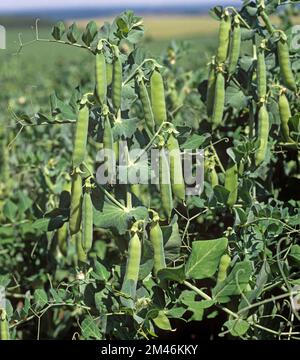 Culture de pois dans des gousses matures, variété de marrowfat Maro, Hampshire, juin Banque D'Images