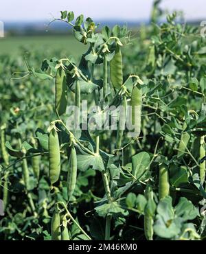 Culture de pois dans des gousses matures, variété de marrowfat Maro, Hampshire, juin Banque D'Images