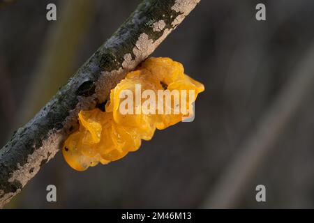 Champignon non comestible Tremella mesenterica sur l'arbre. Connu sous le nom de cerveau jaune, de champignon de gelée dorée ou de tremble jaune. Champignon doré sauvage en forêt Banque D'Images