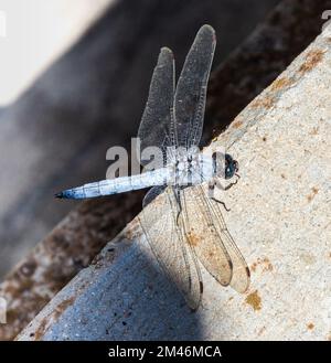 Orthetrum brunneum, Dragonfly du Sud de Skimmer Banque D'Images