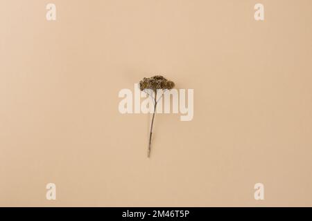 Fleur de yarrow sèche sur fond beige. Arrière-plan dans des couleurs naturelles. Plantes médicinales et herbes. Banque D'Images