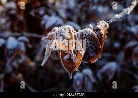 Le gel et les cristaux de glace sur les feuilles brunes de Weigela dans un jardin par temps très froid et à basses températures hivernales à Surrey, dans le sud-est de l'Angleterre, au Royaume-Uni Banque D'Images