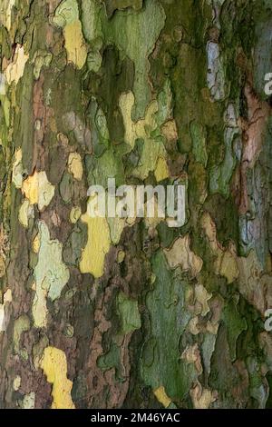 Écorce de l'arbre plane (Platanus acerifolia). Surface du sycomore. Arrière-plan de texture d'arbre d'écorce Banque D'Images