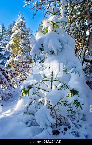 Sapin vert recouvert de neige immaculée Banque D'Images