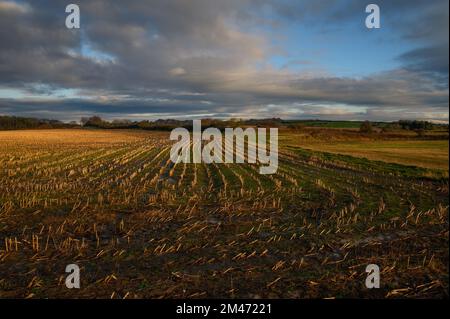 Les champs de chaume le long de la voie Wyre aux têtes près de Stalmine-with-Staynall dans le Lancashire Banque D'Images