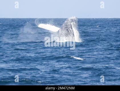 Croisière d'observation des baleines à bosse à Puerto Lopez, Équateur les baleines à bosse migrent de l'Antarctique vers les côtes équatoriennes en cette saison. Photograp Banque D'Images