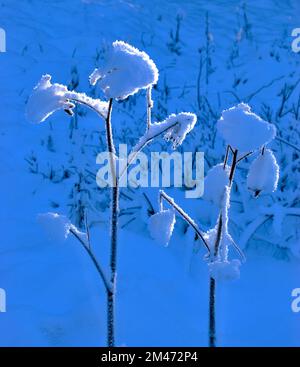 La lumière du soleil de Wintry illumine les cristaux de neige sur les plantes Banque D'Images