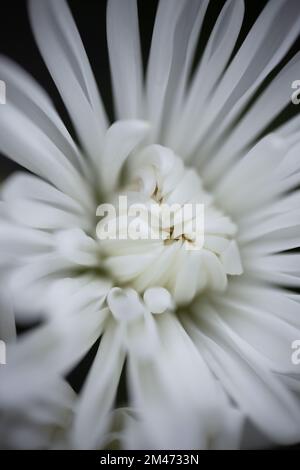 Gros plan d'un chrysanthème blanc sur fond noir. Banque D'Images