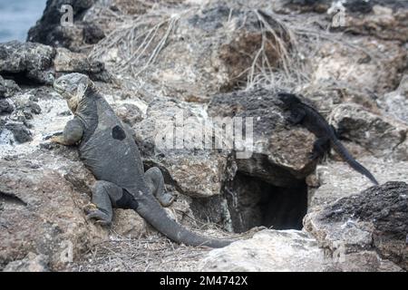 Iguane marine (Amblyrhynchus cristatus) se baquant sur la roche volcanique au large. Galapagos, Équateur Banque D'Images