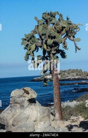 Les Galápagos le figuier de Barbarie (Opuntia echios) cactus. Photographié sur l'île de Santa Fe, îles Galapagos, en Équateur. Banque D'Images