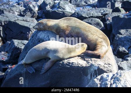 Phoque à fourrure de Galapagos (Arctocephalus galapagoensis) sur des roches volcaniques. Côte sud Isabela, Îles Galapagos, Équateur, août Banque D'Images